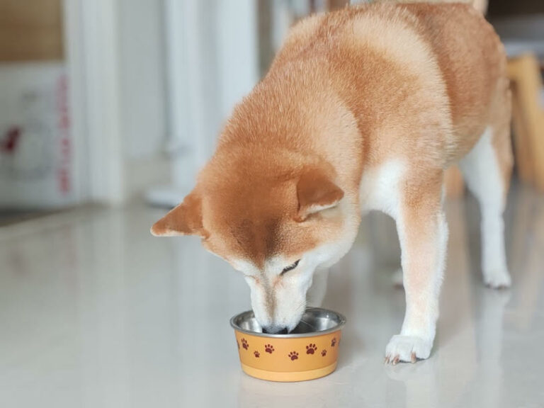 台韓貓糧食安引大眾恐慌：專家分享寵物食品安全黃金法則
